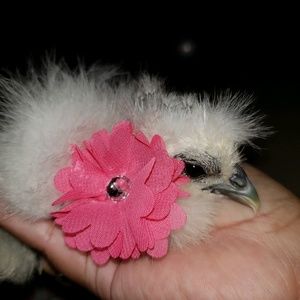 Meet your Posher, Rosie